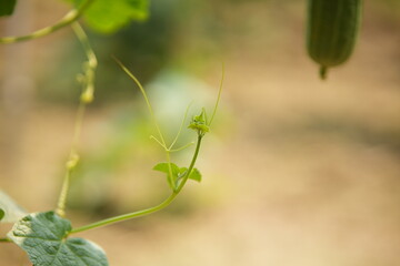 Luffa acutangula 