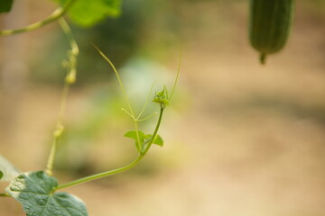 Luffa acutangula 