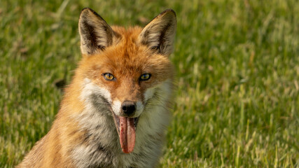 Fuchs, prüfender Blick.