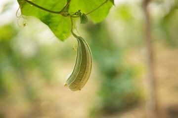 Luffa acutangula 