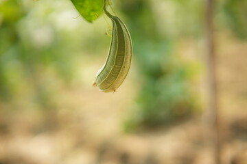 Luffa acutangula 