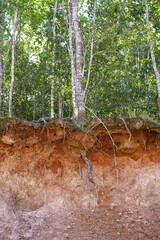 Jungle tree roots and cliff views in tropical forest at the Khao Yai National Park, Thailand. World Soil Day concept. Vertical.