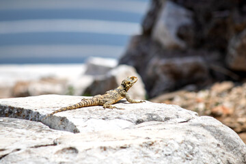 Starred Agama, Laudakia stellio on a rock with blurred background. Lizard watching around or sunbathing. Animal. Reptile. Wildlife. Copy space.	