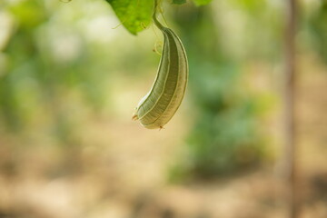 Luffa acutangula 