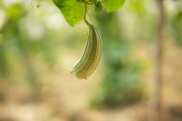 Luffa acutangula 