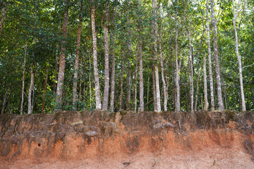 Jungle tree roots and cliff views in tropical forest at the Khao Yai National Park, Thailand. World&nbsp;Soil Day concept.