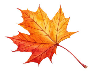 Obraz premium Vibrant Maple Leaf in Shades of Orange and Yellow Against a Transparent Background
