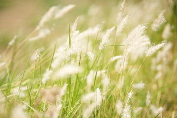 nature, green, background, forest, trees, grass, landscape, outdoors, sunlight, leaves, summer, park, environment, foliage, natural, scenery, flora, meadow, wood, jungle, wilderness, eco, vibrant, fre