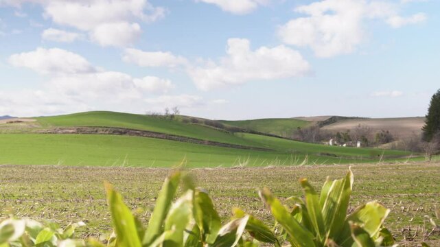 Scenic rural landscape of Biei, Hokkaido, Japan, featuring vast farmland and iconic lone trees under a wide sky. Serene, natural beauty of Japanese countryside in spring or summer.