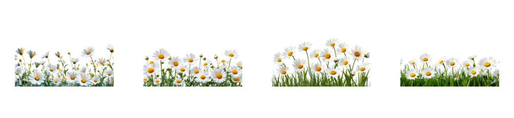 Several chamomile flower clumps and green grass, cut out transparent