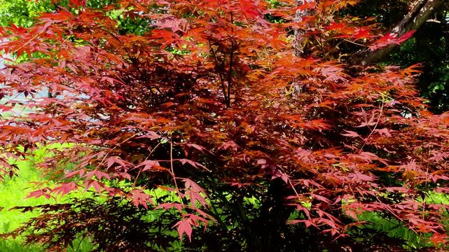 한국,붉은단풍나무,단풍나뭇잎,나뭇잎,식물,Korea, red maple, maple leaf, leaf, plant