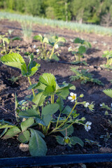 Strawberry plant growing in field with drip irrigation system