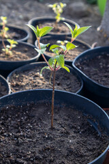 Young plant growing in pot among other plants in garden center