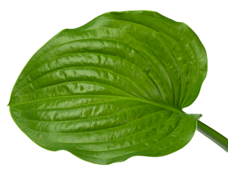 Hosta leaf with short stem showing prominent veins isolated on transparent background