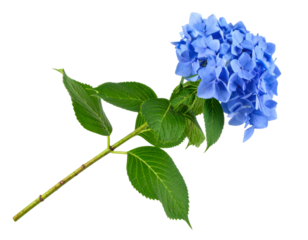 Blue Hydrangea Macrophylla Blossom Blooming with Green Leaves on Transparent Background