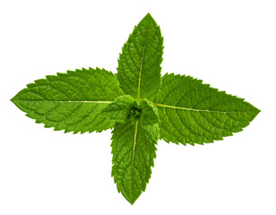 Fresh Mint Sprig with Vibrant Green Leaves Isolated on Transparent Background
