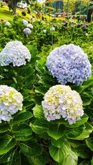 Hydrangea Flowers Blooming in Lush Garden Landscape Vertical Photo