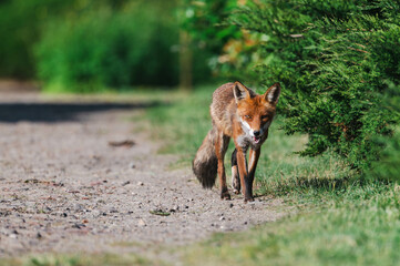 Naklejka premium Fuchswelpen