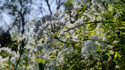White flowers, spring atmosphere, bright, nature south of France