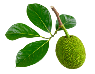 Soursop branch with green fruit and glossy leaves isolated on white background with clipping path