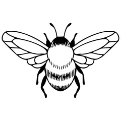 line art illustration of a bee