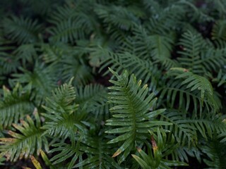 Lush Fern Leaves with Natural Green Foliage – Botanical Background.