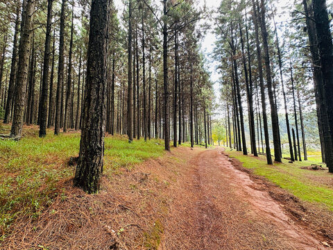 Lush forest in Magoebaskloof near a tranquil lake under clear daylight. 