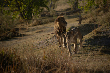 Big lion lying on savannah grass. Landscape with characteristic trees on the plain and hills in the background