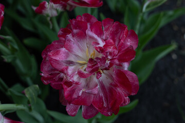 red and white flower