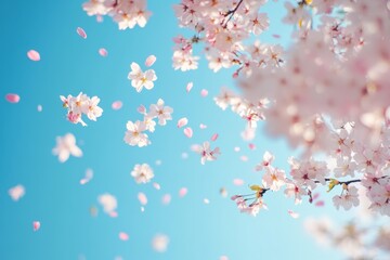 Fototapeta premium Delicate Cherry Blossoms Falling