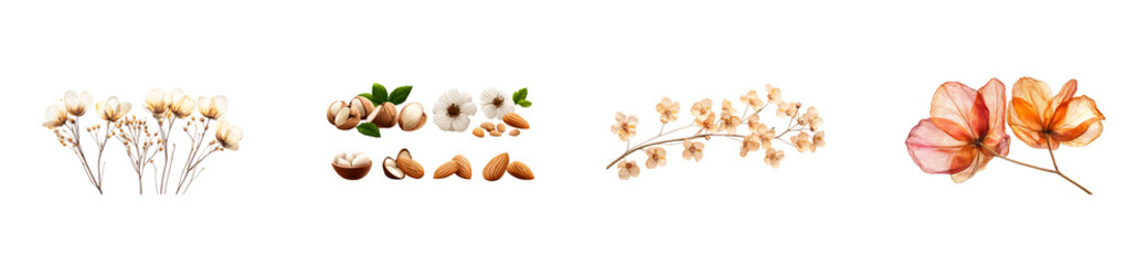 Nuts assortment with floral branch designs, cutout transparent
