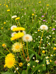 A beautiful natural background with undiscovered field dandelions, many small flowers.