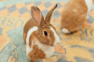 girl and Persian cat
