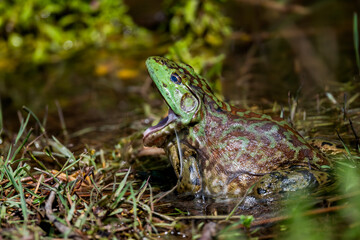 An American Bullfrog (Lithobates catesbeianus) yawning in a calm freshwater pond, showcasing its characteristic olive-green coloration with mottled dark markings