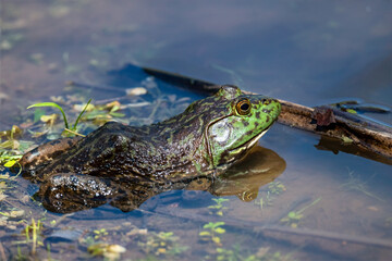 An American Bullfrog (Lithobates catesbeianus) partially submerged in a calm freshwater pond, showcasing its characteristic olive-green coloration with mottled dark markings