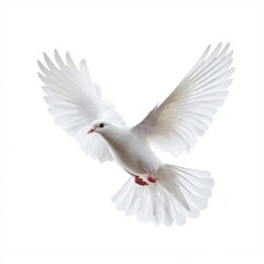 Fototapeta premium White Dove in Flight Against White Background