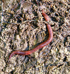 A long, thin, brown and red creature is crawling on a tree trunk