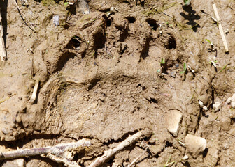 A muddy paw print of a bear is visible in the dirt