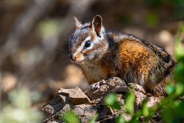 Chipmunk perched on a sunlit rock, surrounded by soft-focus foliage