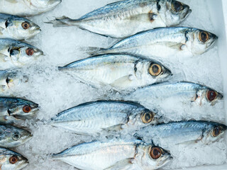 Fresh Bigeye scad for sale at Fish market.