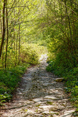 A path through a forest with a lot of trees and a lot of sunlight