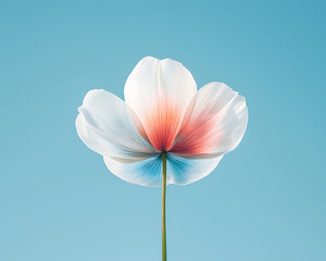 Obraz premium Soft Flower Against Light Blue