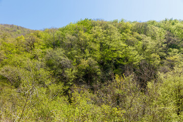 A lush green hillside with trees and a clear blue sky