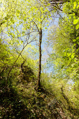 A tree is the only object in the image