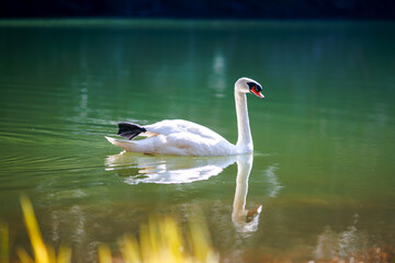  A graceful white swan glides across a tranquil lake, its reflection shimmering in the calm water.