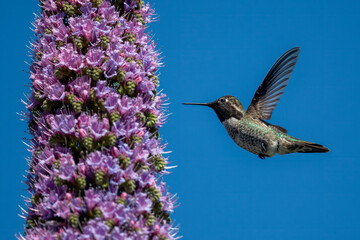 An Anna's hummingbird (Calypte anna) hovers in mid-air next to a blooming tower of Pride of Madeira flowers (Echium candicans) 