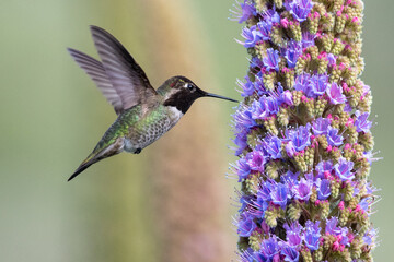 An Anna's hummingbird (Calypte anna) hovers in mid-air next to a blooming tower of Pride of Madeira flowers (Echium candicans) 