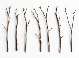 Arrangement of various sized, dried, light brown twigs.  Different textures and branch formations are visible