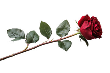 A red rose on black ground