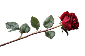 A red rose on black ground